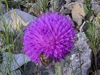 08 fitou 68