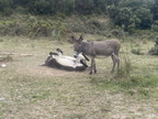 16 camelas 38