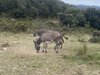 16 camelas 39