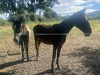 20 Argeles